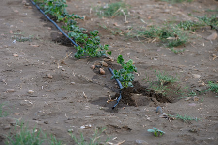 Fresh green potato sprouts emerging from the soil with a drip irrigation hose, growing under the warm sun in a Cypriot garden.の写真素材