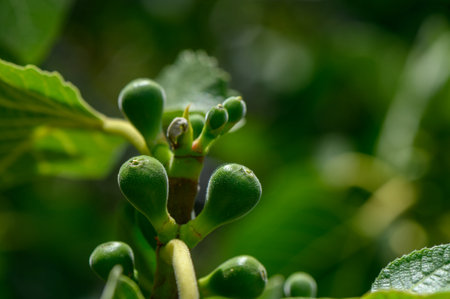 Cypriot garden. Close-up view of early fig fruit development.の写真素材