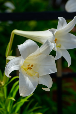 White Lilies in Bloom in Mediterranean Garden in Cyprusの写真素材
