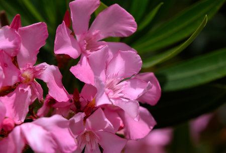 Pink Oleander Flowers Blooming in Cyprus Gardenの写真素材