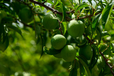 Cluster of Young Green Plums Growing in Cyprus Orchardの写真素材