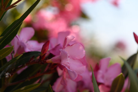 Soft Pink Oleander Blossoms in Mediterranean Gardenの写真素材