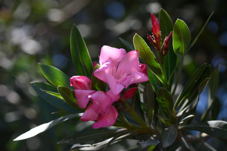 Blooming Pink Oleander in Mediterranean Light