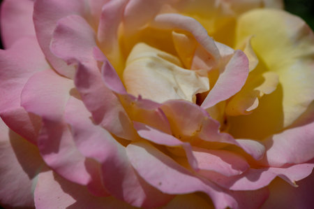 Delicate pink and yellow rose in full bloom, captured in soft natural light.の写真素材