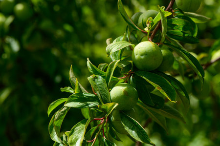Young green plums hang from a leafy branch in a sunlit garden on Cyprus.の写真素材