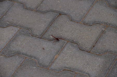 A dragonfly sits still on a patterned pavement tile in the sun on a warm day in Cyprus.の写真素材