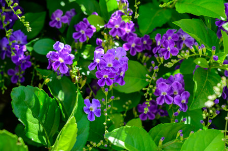 Purple wisteria flowers blooming in Cyprus gardenの写真素材