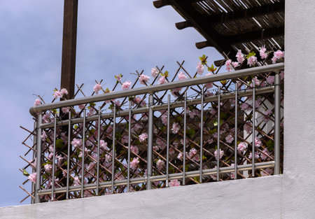 Charming balcony adorned with blooming flowers in pots, adding vibrant color to a Mediterranean-style home on Cyprus.の写真素材