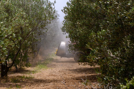 Tractor Spraying Olive Trees in Mediterranean Farm Cyprusの写真素材