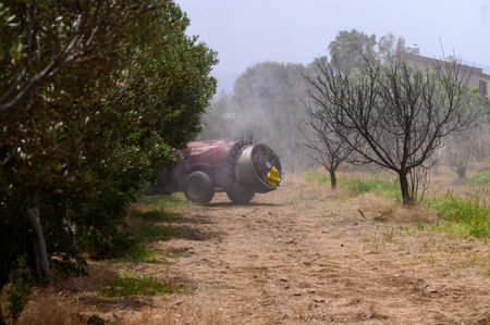 Cypriot Farmer Using Tractor in Olive Plantationの写真素材