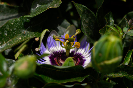 Vibrant passion fruit flower blooming during the day in a garden on the island of Cyprus.の写真素材