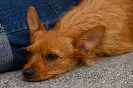 A red pinscher sleeps close to a woman on a couch, radiating comfort and quiet affection.の写真素材