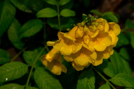 Close-up of bright yellow trumpet-shaped flowers of Tecoma stans, commonly known as yellow bells, yellow trumpetbush, or yellow elder.の写真素材
