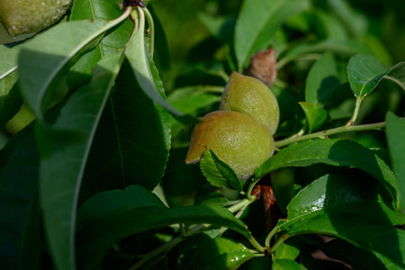 Ripening peaches on a tree branchの写真素材