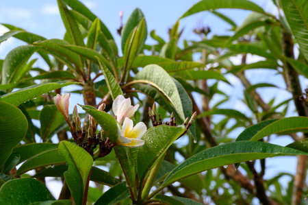 White plumeria flowers with rain droplets on green leafの写真素材