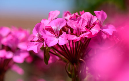 Close-up of blooming pink geranium flowers. The vibrant petals are illuminated by sunlight, showcasing their delicate texture and natural beauty.の写真素材