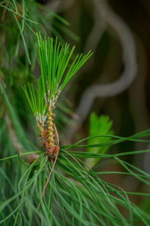 Branch of Conifer Tree with Fresh Green Shootsの写真素材