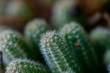 Detailed macro shot of green cacti with sharp spines. Captured in bright sunlight in a Mediterranean garden.の写真素材