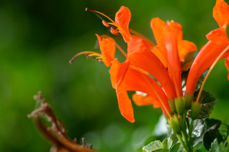 Sunset Illuminates Tropical Blossoms in Garden