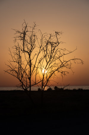 Silhouette of a Tree at Sunset in Cyprusの写真素材