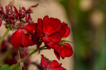 Red flowers basking in the golden glow of sunset.