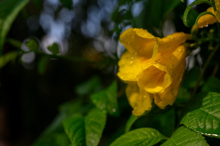 Tecoma stans flowers close-up â€“ Yellow trumpetbush
