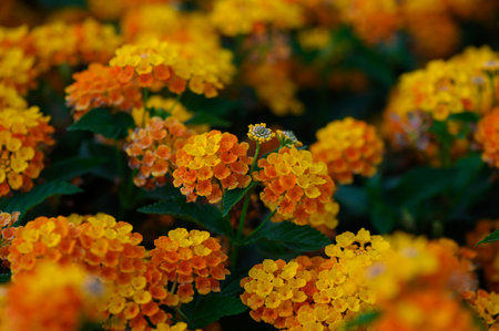 Soft Yellow Flowers Blurred as a Natural Backgroundの写真素材