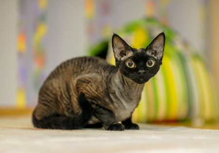 Elegant black Devon Rex cat with curly fur sitting indoors.の写真素材