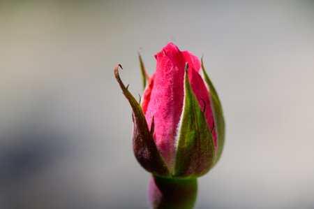 Close-up of a red rose in bud stage, with delicate petals and natural lighting. Ideal for romantic, botanical, or nature-related projects.の写真素材
