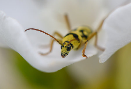 Bright yellow longhorn beetle with distinctive black spots captured on a branch in Cyprusの写真素材