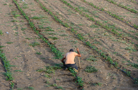 Cypriot Farmer Working in Agricultural Field under the Sunの写真素材
