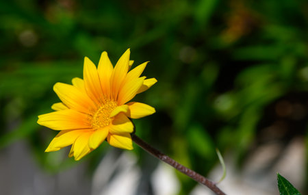A vibrant Gazania rigens flower, also known as treasure flowerの写真素材