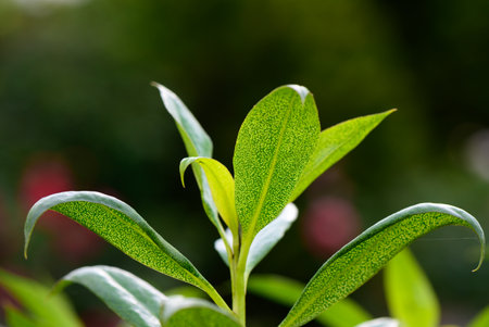 Close-up of tea tree leaves glowing in warm sunlight, showing fine texture and vibrant green color in a peaceful garden setting.の写真素材