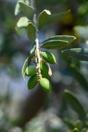 Fresh young olives on a tree branch, growing in a sunny garden in Cyprus.の写真素材