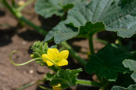 Zucchini Flowers Blooming in a Cypriot Farm Fieldの写真素材