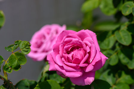 Beautiful rose flower glowing in the soft golden light of sunset. Romantic and peaceful nature moment.の写真素材
