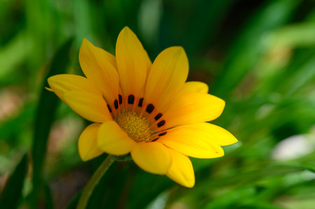 Detailed close-up of a hardy Gazania rigida flower with vibrant yellowの写真素材