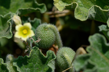Wild Cucumber Plant with Yellow Flowers and Spiky Fruitsの写真素材