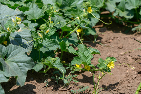 Bright yellow zucchini flowers blooming under the warm Cypriot sunの写真素材