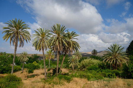 Scenic alley of tall date palms against a backdrop of blue sky and distant mountains in Lefke,...