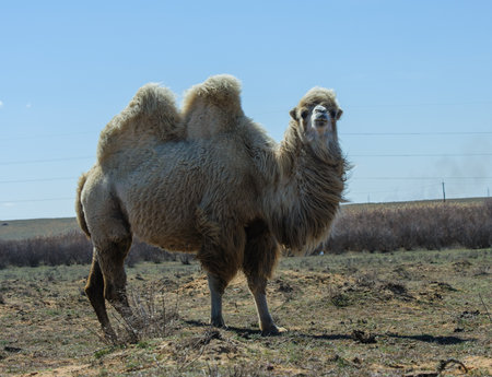 Camel walking through the steppe landscape in Astrakhanの写真素材