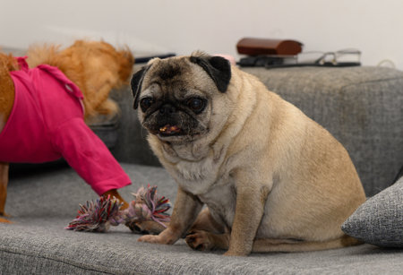 An elderly pug dog with gray fur lies peacefully on a soft couch, showing signs of age and calmness in a cozy home environment.の写真素材