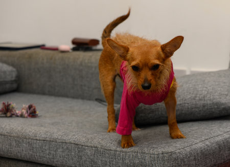 A small red Miniature Pinscher dog lying down and recovering after surgery, wearing a visible bandage and looking calm.の写真素材