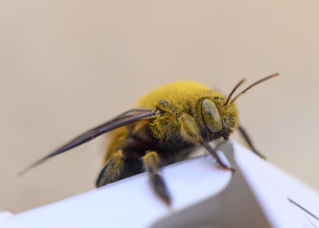 Close-Up of a Carpenter Bee on a Flower in Cyprusの写真素材