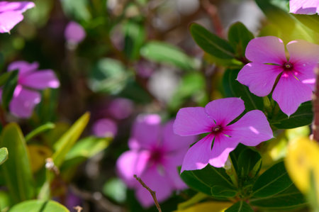 Blooming Pink Vinca Flower in Mediterranean Gardenの写真素材