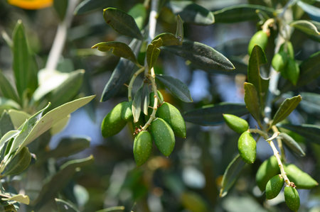 Young Green Olives Growing on Tree Branch in Cyprus Gardenの写真素材