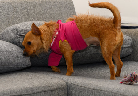 Miniature Pinscher Dog Resting After Surgery with Bandageの写真素材