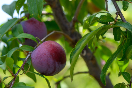 Purple plums ripening on tree branches under the sun in a Cyprus garden.の写真素材