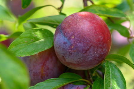 Close-up view of fresh plums growing on a tree branch in a Cypriot garden during summer.の写真素材