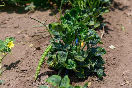 Lush green bean plants thriving under bright Mediterranean sun on a farm field in Cyprus,の写真素材